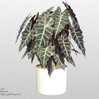 Alocasia_African Mask